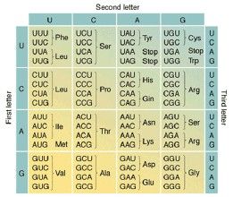 生物遺傳密碼 生物遺傳密碼