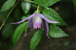 半鍾鐵線蓮 半鍾鐵線蓮