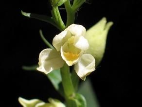 碩距頭蕊蘭 碩距頭蕊蘭