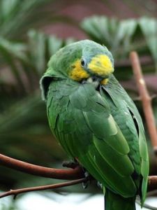 橙翅亞馬遜鸚鵡指名亞種 橙翅亞馬遜鸚鵡指名亞種