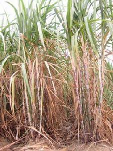 桂糖44號 桂糖44號