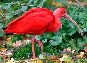 䴉科：美洲紅䴉