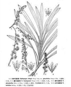 富寧白前 富寧白前