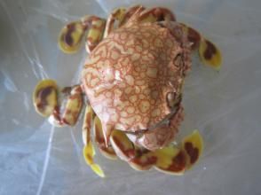 虎蟹 虎蟹