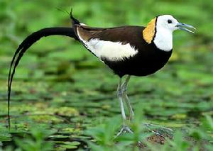 水雉 Hydrophasianus chirurgus