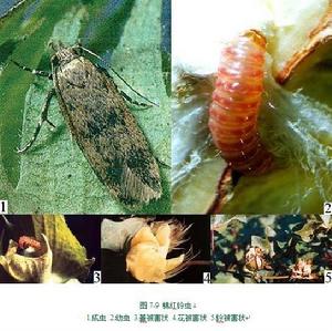 棉花棉大卷葉螟 棉花棉大卷葉螟