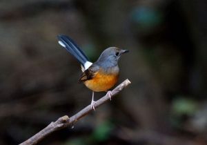 白腰鵲鴝南蘇門達臘亞種