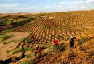 靈武白芨灘自然保護區