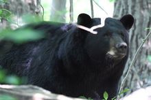 紐芬蘭黑熊