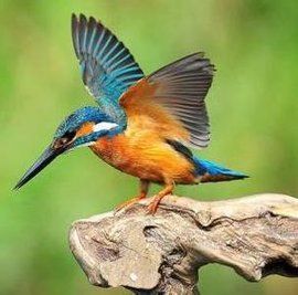 翠鳥移巢 翠鳥移巢