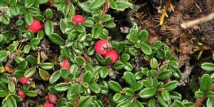 陷脈栒子 陷脈栒子