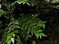 石山守宮木 石山守宮木