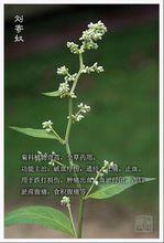 劉寄奴[菊科植物]