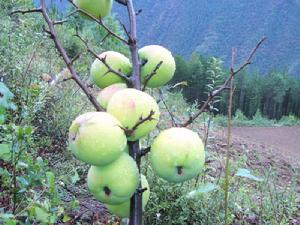 木古阿傑村 木古阿傑村