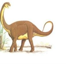 弗克海姆龍 弗克海姆龍