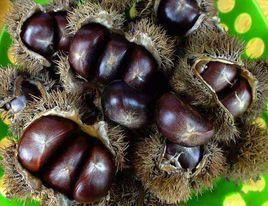 封開油栗 封開油栗