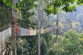 西雙版納望天樹景區 西雙版納望天樹景區
