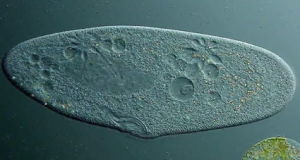 旋毛草履蟲 旋毛草履蟲