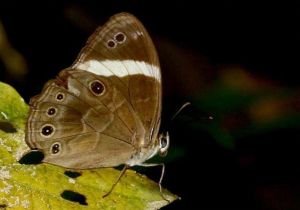 寬頻黛眼蝶 寬頻黛眼蝶