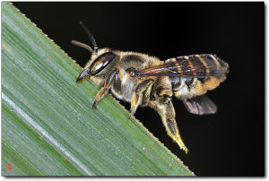 中國切葉蜂 中國切葉蜂