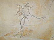 （圖）瑟馬普利斯始祖鳥標本，具有類似馳龍科的第二趾爪。