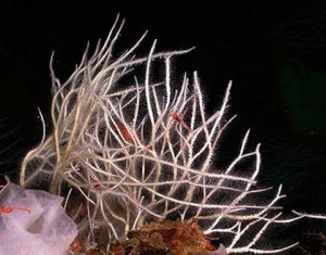 食肉海綿動物 食肉海綿動物