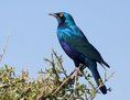 小藍耳麗椋鳥 小藍耳麗椋鳥