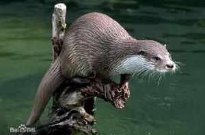 水獺[食肉目鼬科動物]