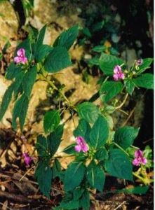 睫毛萼鳳仙花 睫毛萼鳳仙花