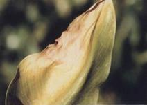 馬蹄蓮細菌性軟腐病 馬蹄蓮細菌性軟腐病