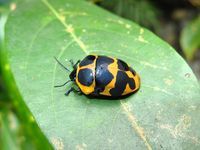 桑寬盾蝽 桑寬盾蝽