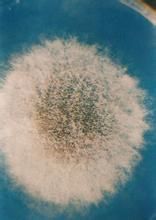 微小毛霉 微小毛霉