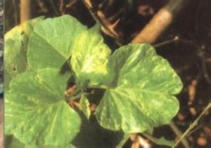 甘薯病毒病 甘薯病毒病