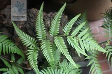 金毛狗[大型樹狀陸生蕨類]