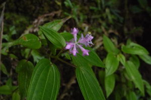 勁枝異藥花 勁枝異藥花