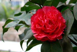 東安紅山茶 東安紅山茶