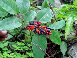 大葉勾兒茶(原變種) 大葉勾兒茶(原變種)