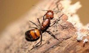 食蜜動物 食蜜動物