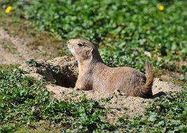 黑尾土撥鼠 黑尾土撥鼠