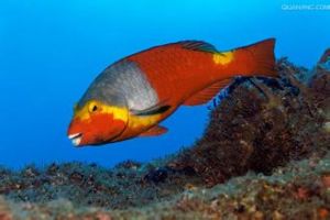 長吻馬鸚嘴魚 長吻馬鸚嘴魚