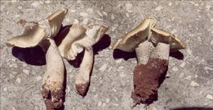 皂味口蘑 皂味口蘑