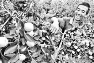 東開張村 東開張村