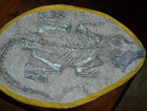 遼西朝陽龍 遼西朝陽龍