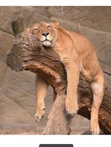 昏昏欲睡 昏昏欲睡