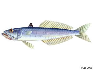 弓背鱷齒魚 弓背鱷齒魚