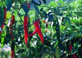 乾辣3號 乾辣3號