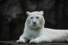雪虎[孟加拉虎變異品種]