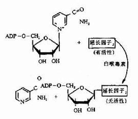 蛋白質合成 蛋白質合成
