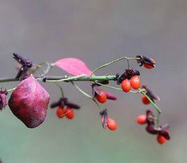 栓翅衛矛 栓翅衛矛