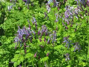 黃綠紫堇 黃綠紫堇